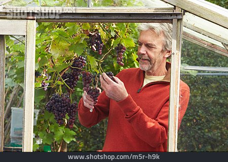 
                Senior, Gartenarbeit, Weintrauben                   