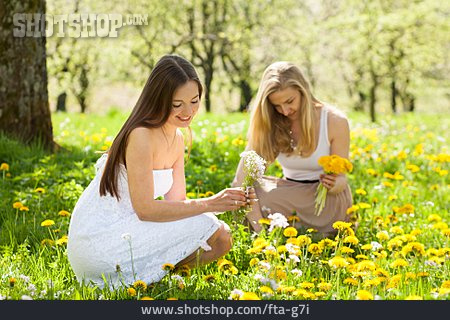 
                Blumenwiese, Blumenstrauß, Freundinnen, Wildblumen                   