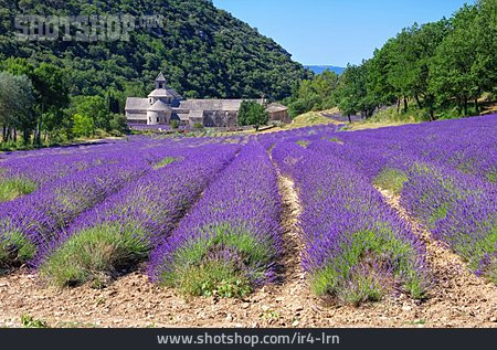
                Frankreich, Lavendelfeld, Senanque                   