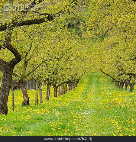 
                Aprikosenblüte, Obstbaum, Obstwiese, Aprikosenbaum                   