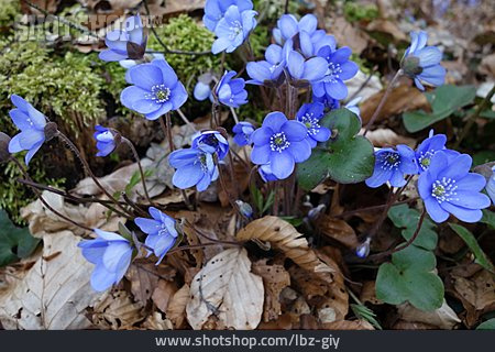 
                Leberblümchen                   