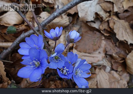 
                Blüte, Leberblümchen                   