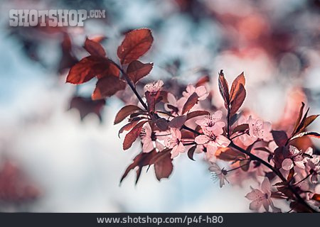 
                Kirschblüte, Blutpflaume                   