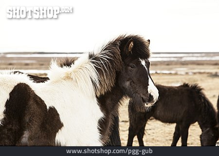 
                Iceland, Icelandic Horse                   