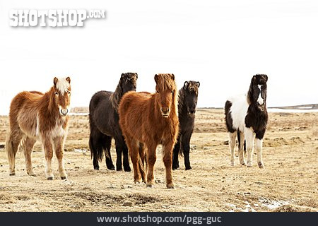 
                Pferd, Islandpony, Isländer, Islandpferd                   