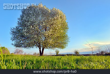 
                Kirschbaum, Frühling                   