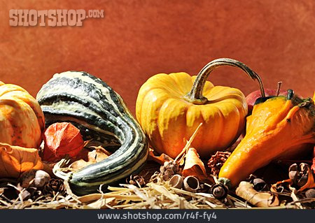 
                Kürbis, Halloween, Herbstdekoration                   