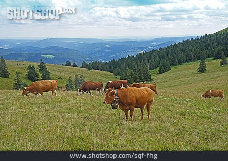 
                Schwarzwald, Kühe, Rinderherde                   