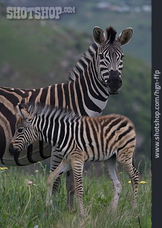 
                Tierfamilie, Zebra                   