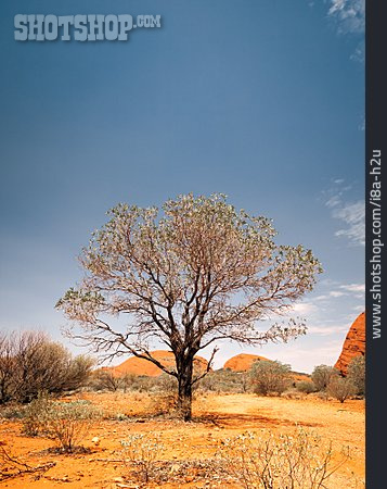 
                Baum, Wüste, Australien, Outback                   