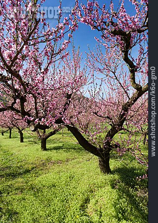 
                Frühling, Aprikosenblüte, Obstbaum                   
