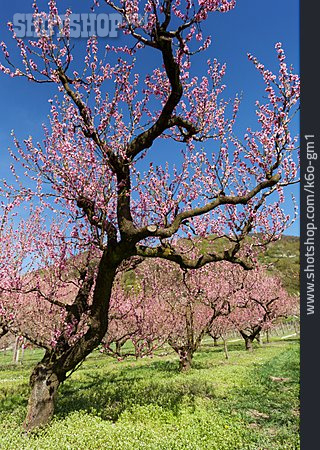 
                Aprikosenblüte, Obstbaum, Aprikosenbaum                   