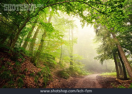 
                Natur, Wald, Waldweg, Märchenhaft                   