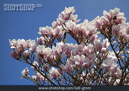 
                Magnolienbaum, Magnolienblüte                   