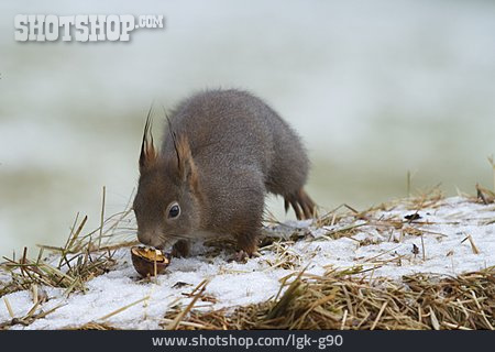 
                Eichhörnchen, Wintervorrat                   