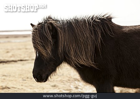 
                Pony, Isländer                   