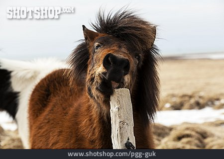 
                Pony, Zahnpflege                   