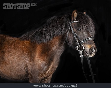 
                Pferd, Shetlandpony                   