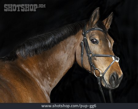 
                Pferd, Porträt                   