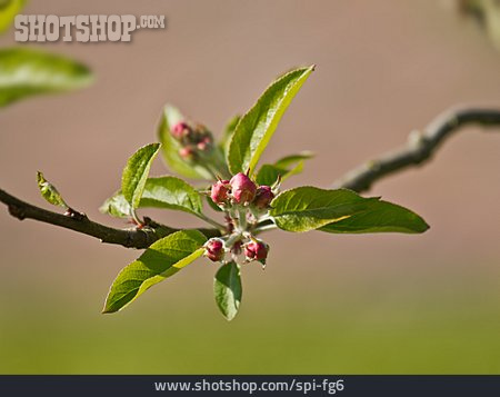 
                Apfelblüte, Knospe                   