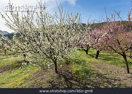 
                Pfirsichblüte, Kirschbaumblüte                   