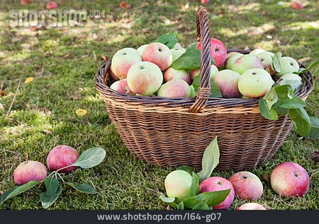 
                Apfelernte, Streuobstwiese, Bioobst                   