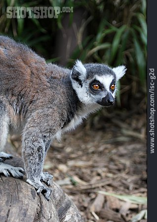 
                Lemur, Feuchtnasenaffe                   