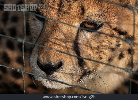 
                Gepard, Gefangenschaft                   