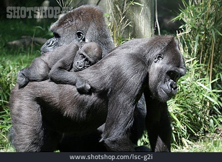 
                Tierfamilie, Gorilla, Menschenaffen                   