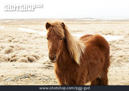 
                Islandpferd, Pferderasse, Graslandschaft                   