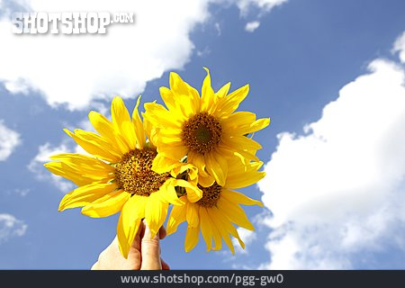 
                Blume, Sonnenblume, Sonnenblumenblüte                   