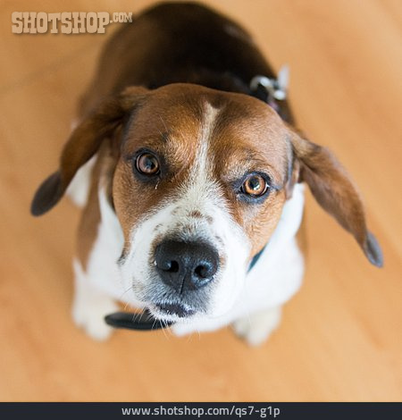 
                Neugier & Erwartung, Hund, Beagle                   