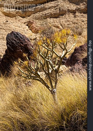 
                Wolfsmilchgewächs, Gran Canaria                   