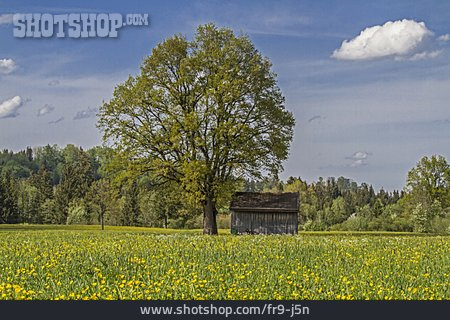 
                Blumenwiese, Bayern, Gaißacher Filze                   