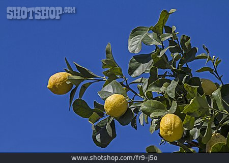 
                Zitrusfrucht, Zitronenbaum, Zitronen                   