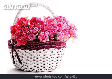 
                Flower, Basket, Tulip                   
