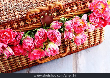 
                Blume, Tulpe, Koffer                   