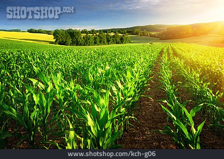 
                Feld, Landwirtschaft, Maisanbau                   