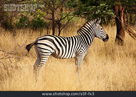 
                Afrika, Zebra                   
