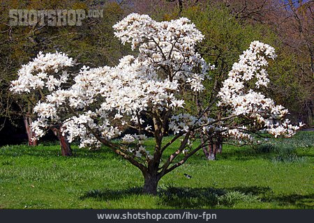 
                Magnolienbaum, Magnolienblüte                   