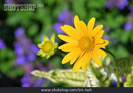 
                Sommerblume, Garten-sonnenauge                   