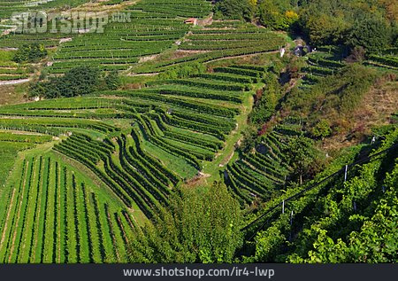 
                Weinberge, Wachau, Weinanbaugebiet                   