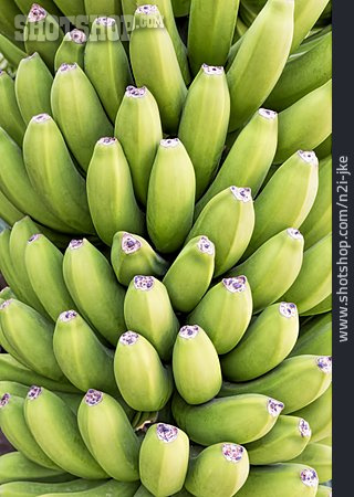 
                Bananen, Bananenstaude                   