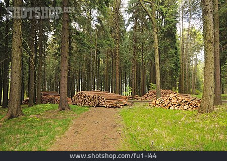 
                Wald, Holz, Fichtenholz                   