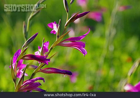 
                Orchidee, Wildblume                   