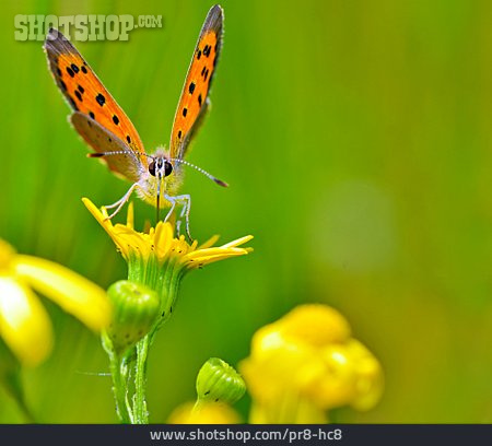 
                Schmetterling, Falter                   