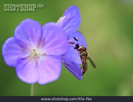 
                Schwebfliege, Storchschnäbel                   