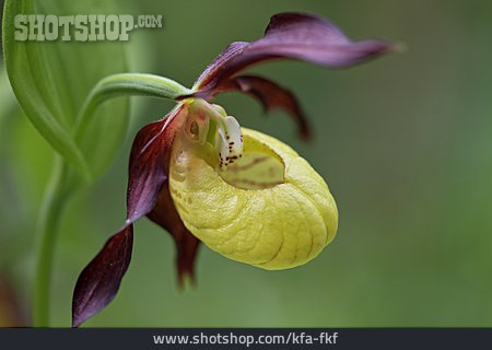 
                Orchidee, Gelber Frauenschuh                   