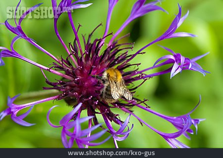 
                Honigbiene, Bestäubung, Flockenblume                   
