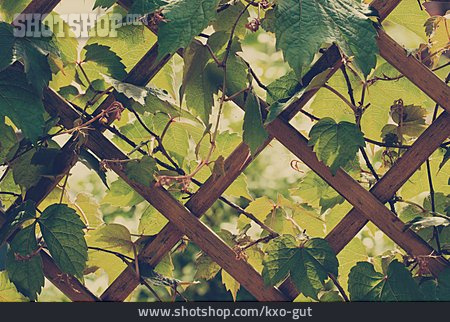 
                Weinrebe, Kletterpflanze, Rankgitter                   